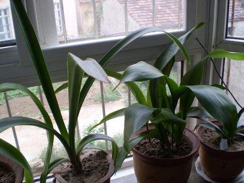 室內(nèi)甲醛是如何形成的？民間除甲醛方法有用嗎？