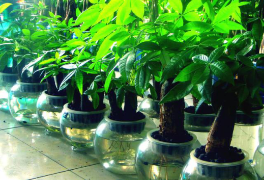 室內(nèi)裝修后頭發(fā)能除甲醛嗎？裝修除甲醛有哪些方法？