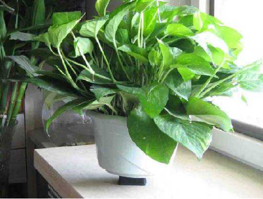 室內(nèi)裝修甲醛污染光靠竹炭和植物就能去除甲醛？