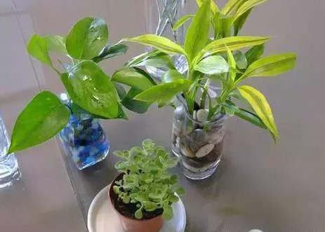 除甲醛方法不能亂用，正確除甲醛才環(huán)保