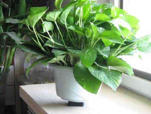 室內環(huán)境保護需要做哪些準備?