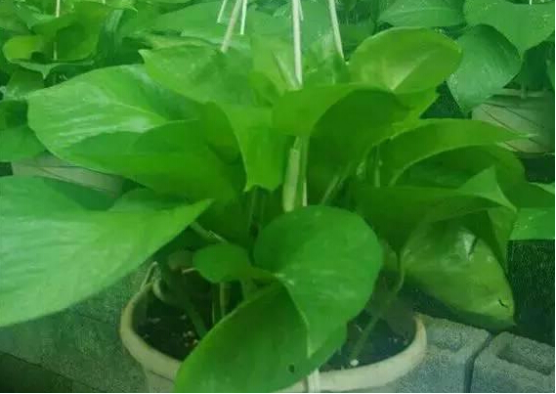 辦公室室內(nèi)空氣污染怎么治理好？