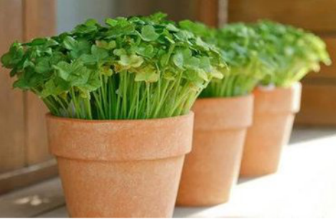 裝修除甲醛方法有沒有效果？