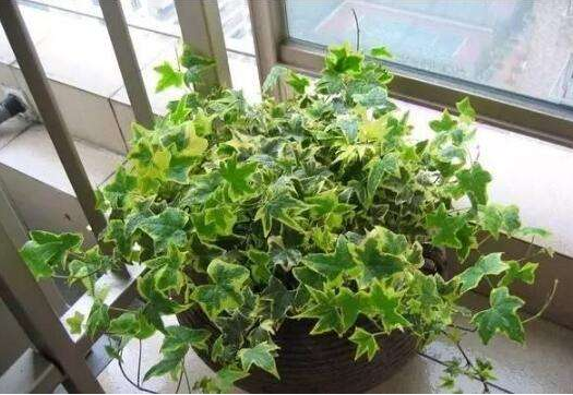 綠植真的能除甲醛嗎？植物除甲醛的真相