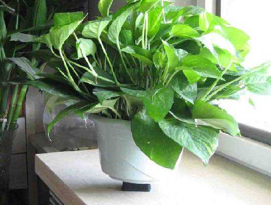 創(chuàng)綠家光觸媒除甲醛產(chǎn)品的效果怎么樣？