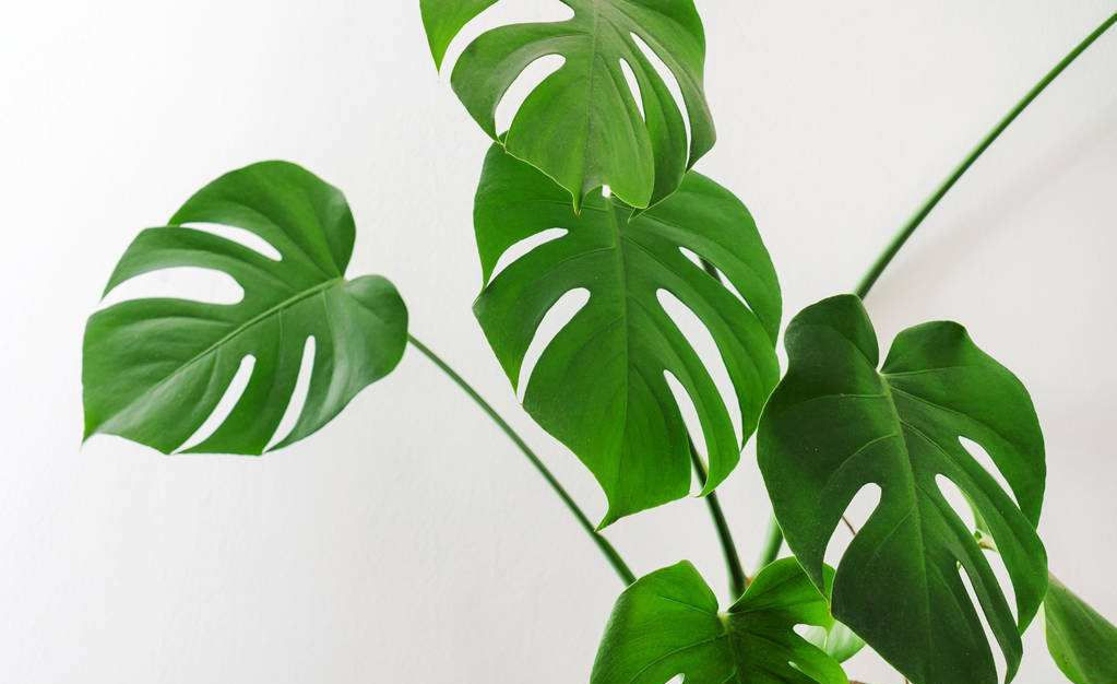 新房怎么除甲醛效果好？用這個辦法除甲醛效果好